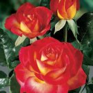 50 Pcs Rose Red Yellow Flower Seeds