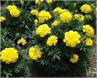 50 Pcs Yellow French Marigold Seeds