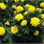 50 Pcs Yellow French Marigold Seeds