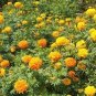50 Pcs Yellow French Marigold Seeds