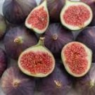 6 Pcs Giant Purple Ficus carica Fig Shrubs