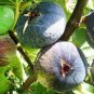 6 Pcs Giant Purple Ficus carica Fig Shrubs