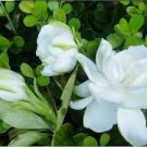20 Pcs Gardenia Cape Jasmine White Flowers