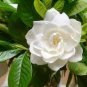 20 Pcs Gardenia Cape Jasmine White Flowers
