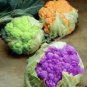 20 Pcs Chinese Broccoli Green Purple White Cauliflower Bonsai Vegetables