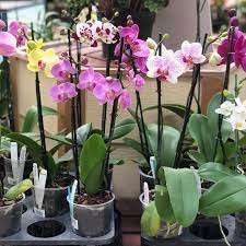 10 Pcs Phalaenopsis Purple Pink Butterfly Orchid Bonsai