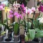 10 Pcs Phalaenopsis Purple Pink Butterfly Orchid Bonsai