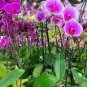 10 Pcs Phalaenopsis Purple Pink Butterfly Orchid Bonsai