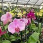 10 Pcs Phalaenopsis Purple Pink Butterfly Orchid Bonsai