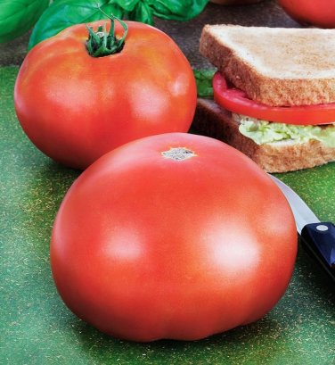 100 Pcs Park's Whopper CR Improved Tomato Seeds