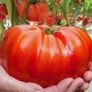 100 Pcs Big Brandy Hybrid Tomato Seeds 100 Pcs Big Brandy Hybrid Tomato Seeds
