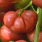 100 Pcs Big Brandy Hybrid Tomato Seeds