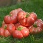 100 Pcs Big Brandy Hybrid Tomato Seeds