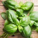 30 Pcs Heirloom Rare Sweet Basil Organic 30 Pcs Heirloom Rare Sweet Basil Organic