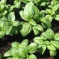 30 Pcs Heirloom Rare Sweet Basil Organic