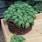 30 Pcs Heirloom Rare Sweet Basil Organic