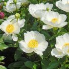 5 Pcs Rare White Peony Flower 'Bai Niang Zi' Seeds 5 Pcs Rare White Peony Flower 'Bai Niang Zi' Seeds