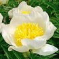5 Pcs Rare White Peony Flower 'Bai Niang Zi' Seeds