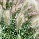 20 Pcs Kikuyu Grass Seeds, Pennisetum Alopecuroides Ornamental Grass 20 Pcs Kikuyu Grass Seeds, Pennisetum Alopecuroides Ornamental Grass