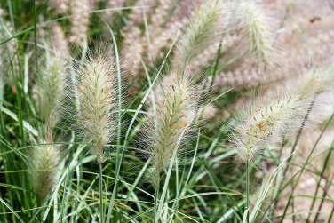 20 Pcs Kikuyu Grass Seeds, Pennisetum Alopecuroides Ornamental Grass