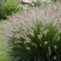 20 Pcs Kikuyu Grass Seeds, Pennisetum Alopecuroides Ornamental Grass
