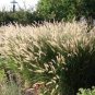 20 Pcs Kikuyu Grass Seeds, Pennisetum Alopecuroides Ornamental Grass