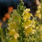 60 Pcs Yellow Garden Snapdragon Seeds