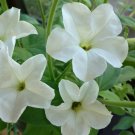 100 Pcs Heirloom Bonsai White Petunia Flower Seeds 100 Pcs Heirloom Bonsai White Petunia Flower Seeds