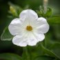 100 Pcs Heirloom Bonsai White Petunia Flower Seeds