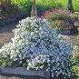 100 Pcs Heirloom Bonsai White Petunia Flower Seeds