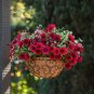 200 Pcs Rare Hanging Petunia Mixed (Pink White Red Light pink Rose red Purple Dark red)