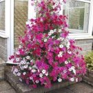 200 Pcs Rare Red Pink White Climbing Petunia Flower Seeds 200 Pcs Rare Red Pink White Climbing Petunia Flower Seeds