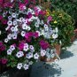 200 Pcs Rare Red Pink White Climbing Petunia Flower Seeds