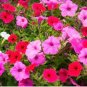 200 Pcs Rare Red Pink White Climbing Petunia Flower Seeds