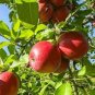 10 Pcs Red Fuji Apple Fruit Seeds