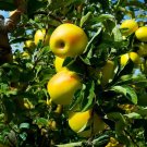10 Pcs Heirloom Yellow Apple Fruit with Red Stripe Shrub Tree 10 Pcs Heirloom Yellow Apple Fruit with Red Stripe Shrub Tree