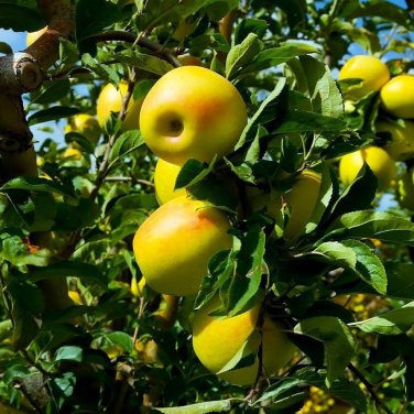 10 Pcs Heirloom Yellow Apple Fruit with Red Stripe Shrub Tree