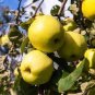 10 Pcs Heirloom Yellow Apple Fruit with Red Stripe Shrub Tree