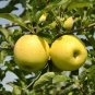 10 Pcs Heirloom Yellow Apple Fruit with Red Stripe Shrub Tree