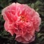 5 Pcs New 'Chen Xi' Double Petalled Pink Peony Tree Flower
