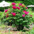 5 Pcs Rare Colorful Hybrid Chinese Peony Tree Seeds