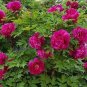 5 Pcs Rare Colorful Hybrid Chinese Peony Tree Seeds