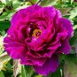 5 Pcs Rare Colorful Hybrid Chinese Peony Tree Seeds