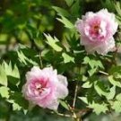 5 Pcs New Variety Multi-petalled Light Pink Tree Peony Flower 5 Pcs New Variety Multi-petalled Light Pink Tree Peony Flower