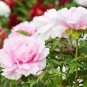 5 Pcs New Variety Multi-petalled Light Pink Tree Peony Flower