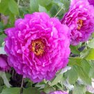 5 Pcs New 'Lan Yutian' Pink Peony Flower Seeds