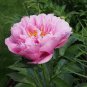 5 Pcs New 'Lan Yutian' Pink Peony Flower Seeds