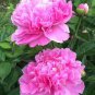 5 Pcs New 'Lan Yutian' Pink Peony Flower Seeds