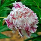 5 Pcs Heirloom 'Lan Ju' Pink Peony with Purple Stripe Flower