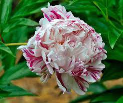 5 Pcs Heirloom 'Lan Ju' Pink Peony with Purple Stripe Flower